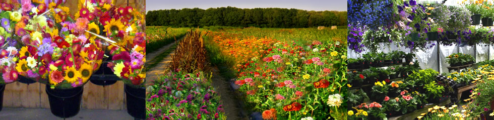Plants and flowers at Tendercrop Farm
